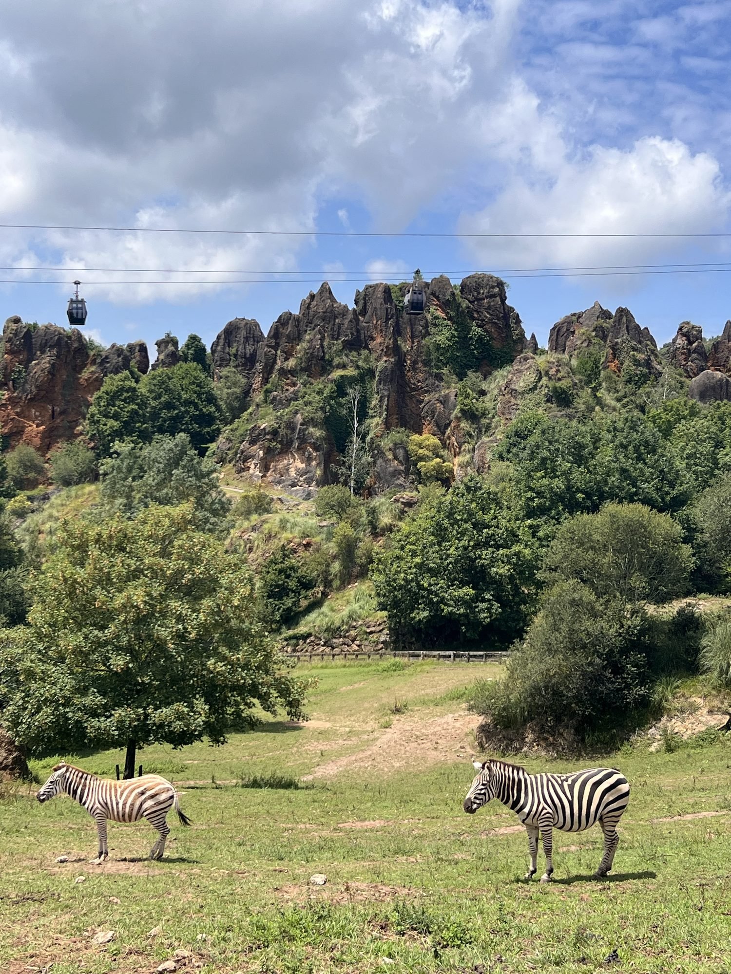 Cebras en el Parque de la Naturaleza de Cab&aacute;rceno